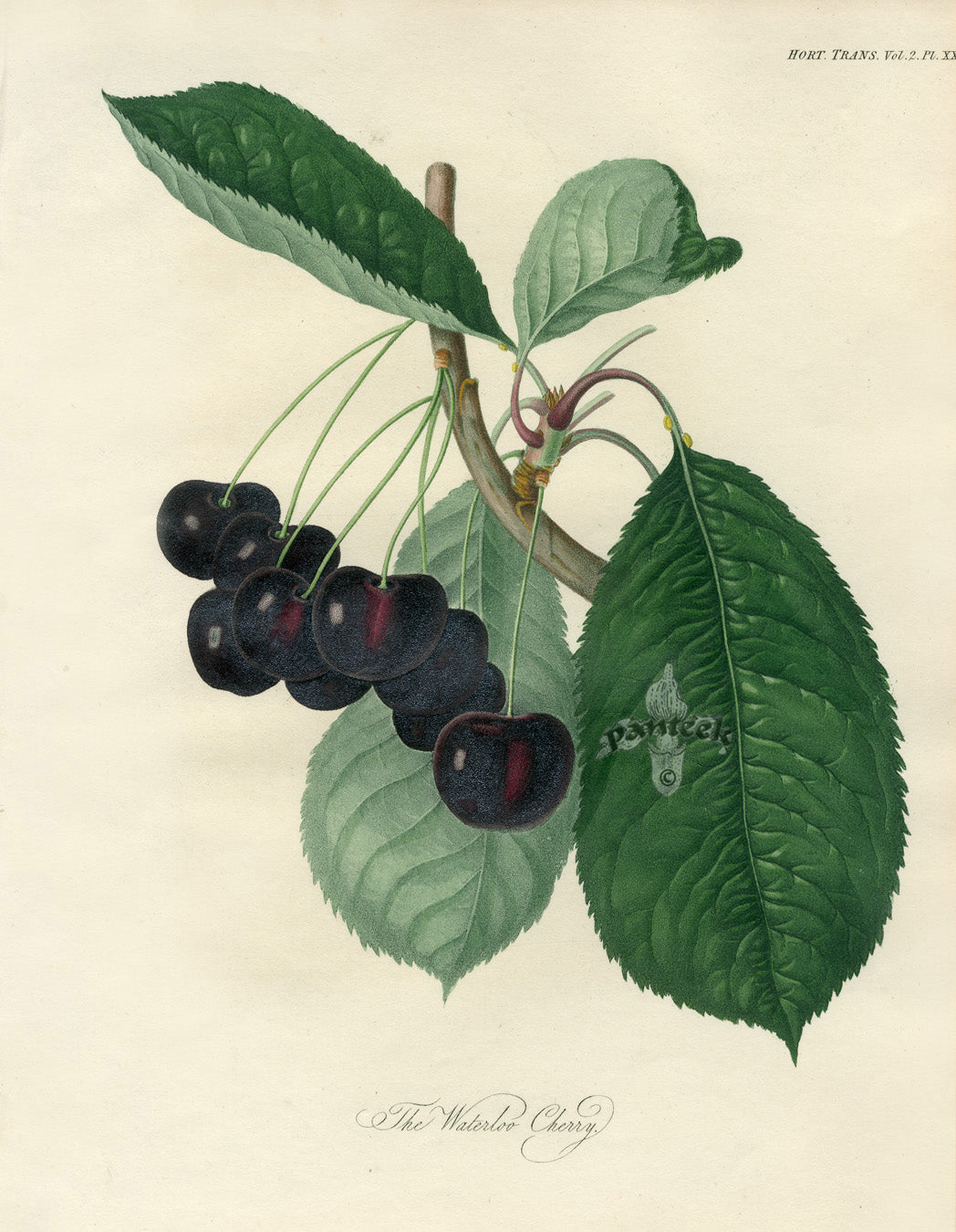 Horticultural Transactions 1835 Fruit & Vegetable Prints Waterloo Cherry