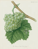 Horticultural Transactions 1835 Fruit & Vegetable Prints White Grape - Panteek Antique Prints