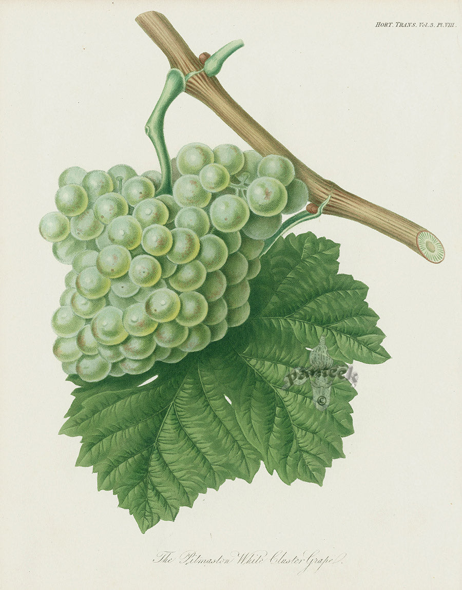 Horticultural Transactions 1835 Fruit & Vegetable Prints White Grape