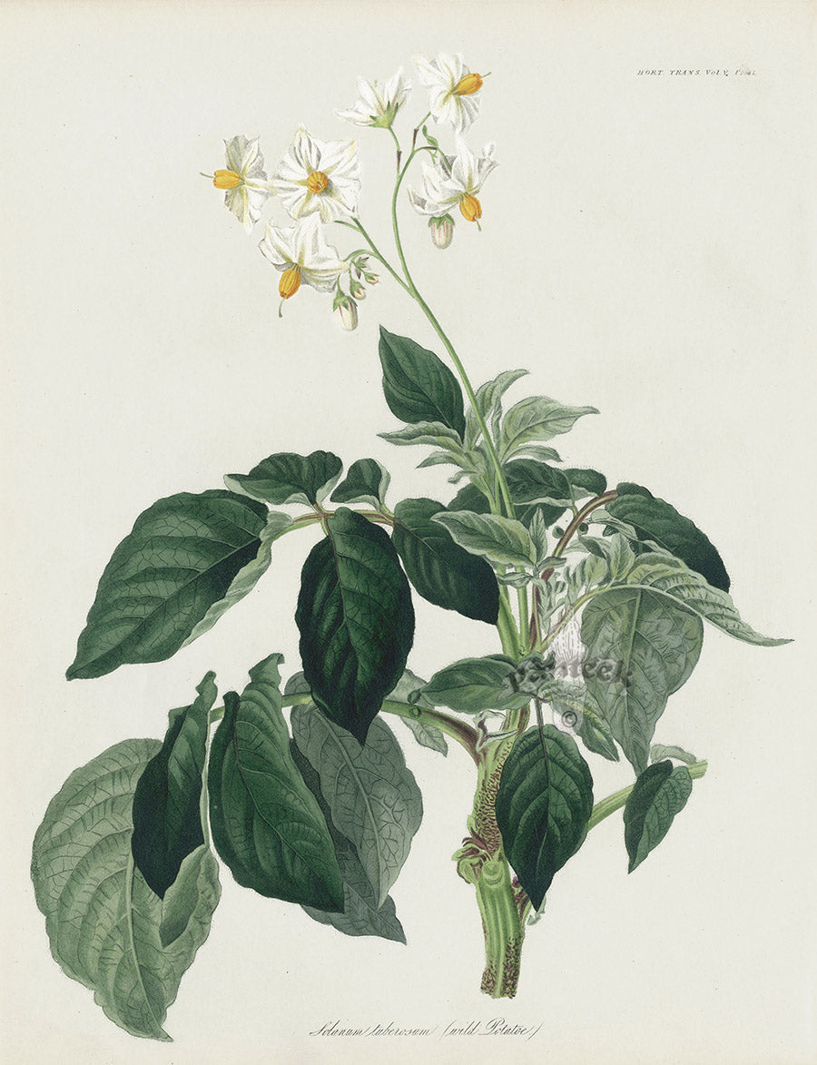 Horticultural Transactions 1835 Fruit & Vegetable Prints Wild Potato