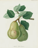 Horticultural Transactions 1835 Fruit & Vegetable Prints Williams Pear - Panteek Antique Prints