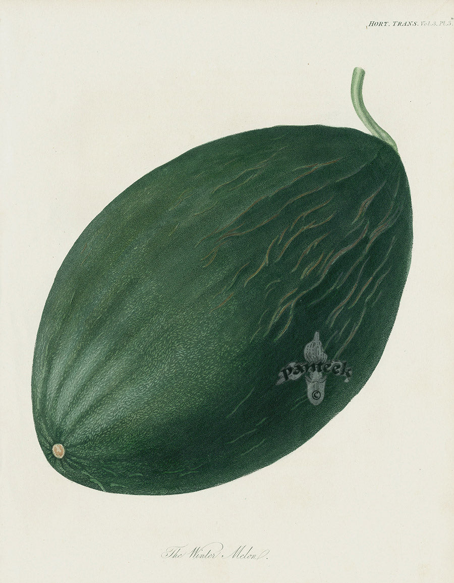 Horticultural Transactions 1835 Fruit & Vegetable Prints Winter Melon