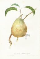 Hovey Fruits Chromolithograph Print Beurre d'Aremberg Pear - Panteek Antique Prints