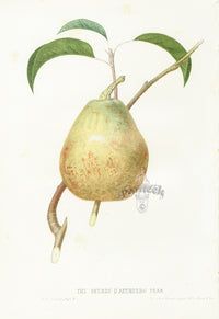 Hovey Fruits Chromolithograph Print Beurre d'Aremberg Pear - Panteek Antique Prints