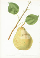 Hovey Fruits Chromolithograph Print Beurre Diel Pear - Panteek Antique Prints