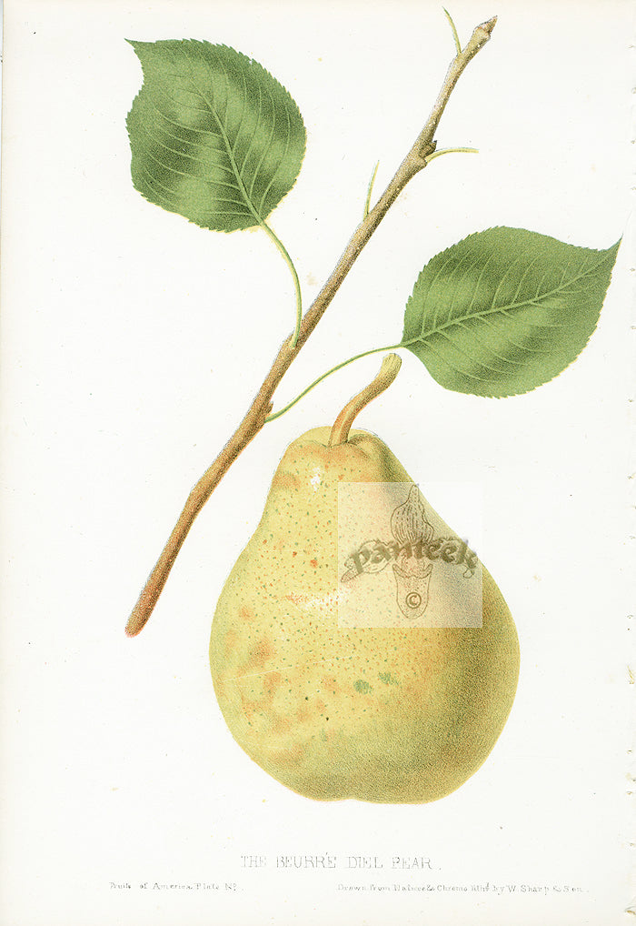 Hovey Fruits Chromolithograph Print Beurre Diel Pear