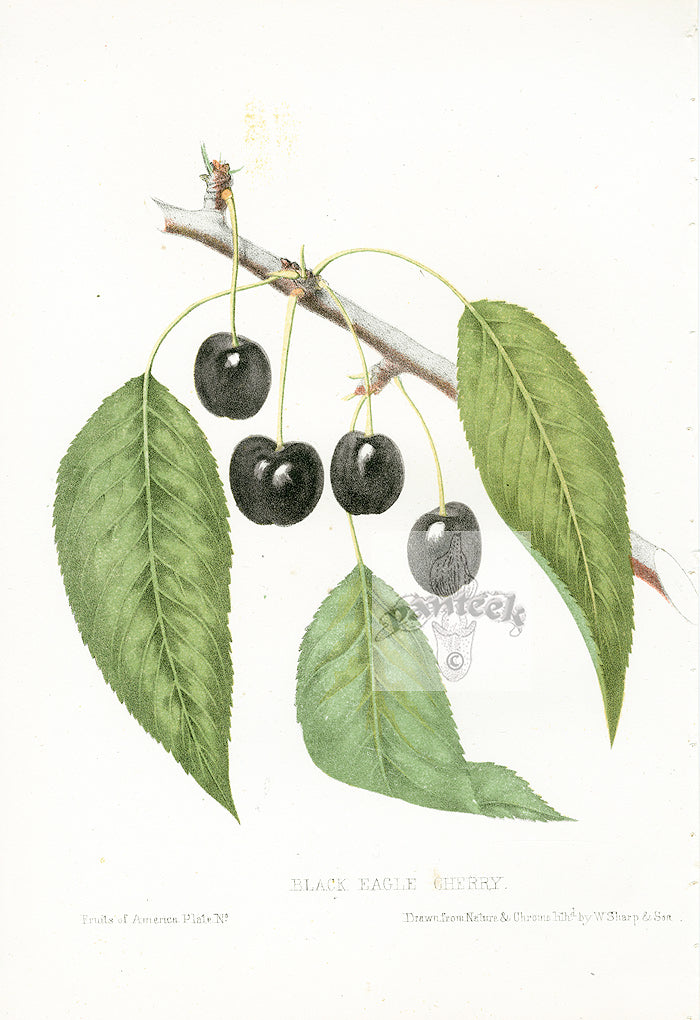 Hovey Fruits Chromolithograph Print Black Eagle Cherry