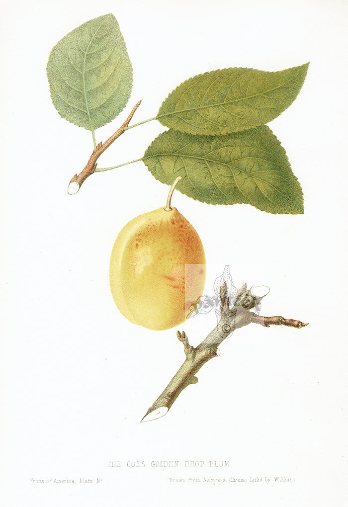 Hovey Fruits Chromolithograph Print Coe's Golden Drop Plum