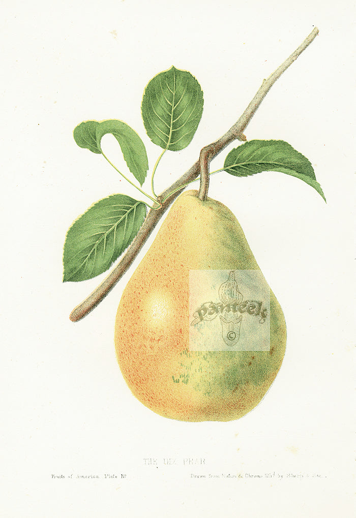 Hovey Fruits Chromolithograph Print Dix Pear