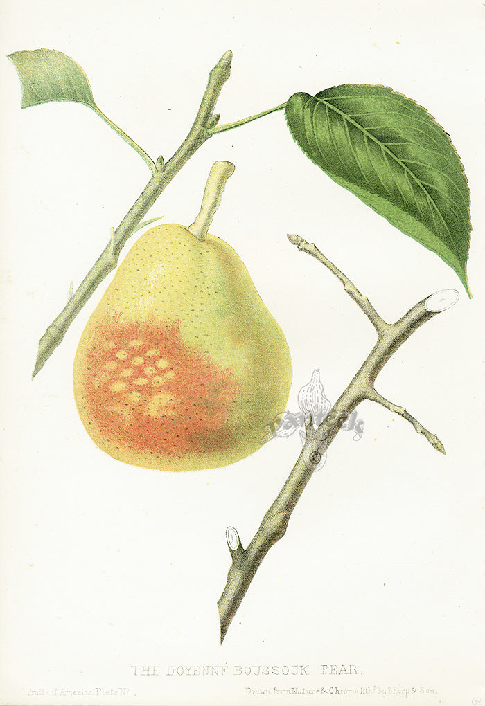 Hovey Fruits Chromolithograph Print Doyenne Boussock Pear