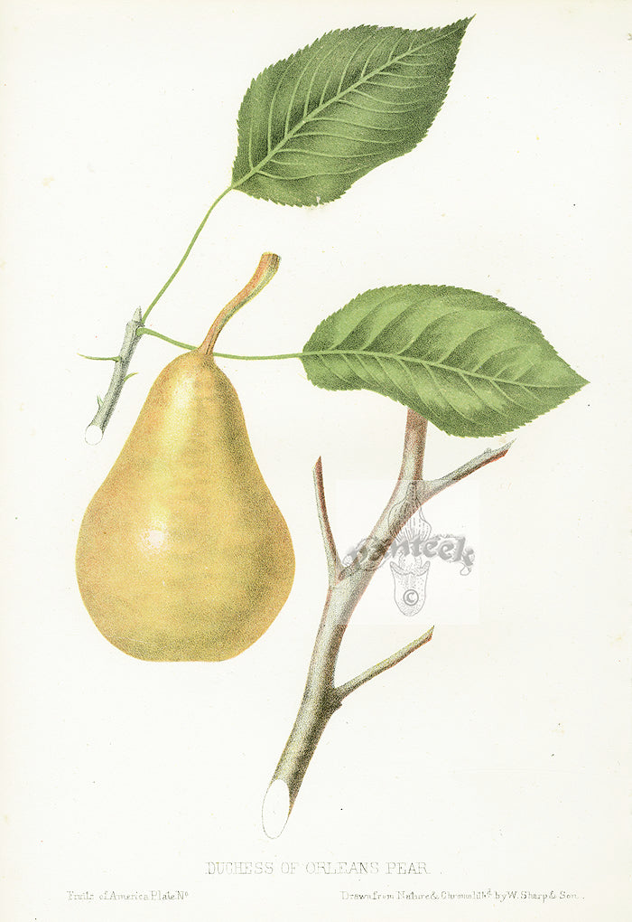 Hovey Fruits Chromolithograph Print Duchess of Orleans Pear