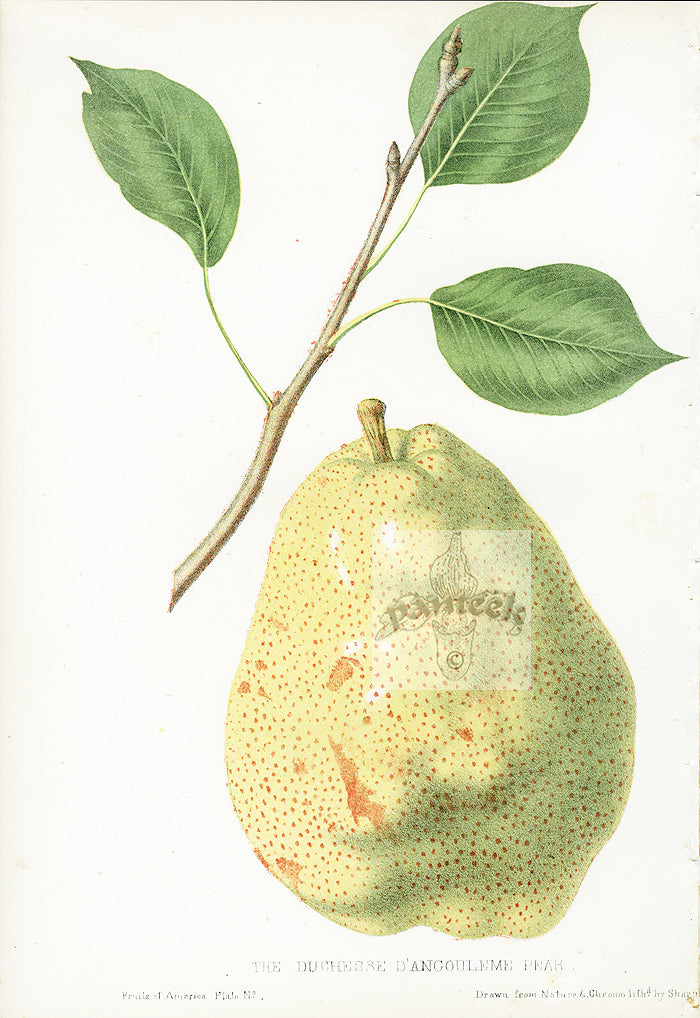 Hovey Fruits Chromolithograph Print Duchesse d'Angouleme Pear