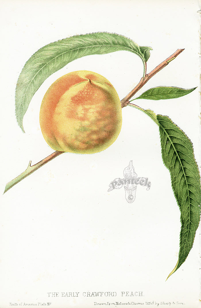 Hovey Fruits Chromolithograph Print Early Crawford Peach