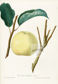 Hovey Fruits Chromolithograph Print Early Harvest Apple - Panteek Antique Prints