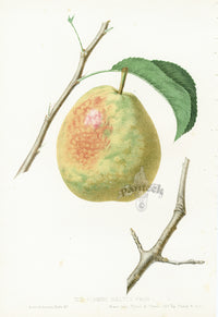 Hovey Fruits Chromolithograph Print Flemish Beauty Pear - Panteek Antique Prints