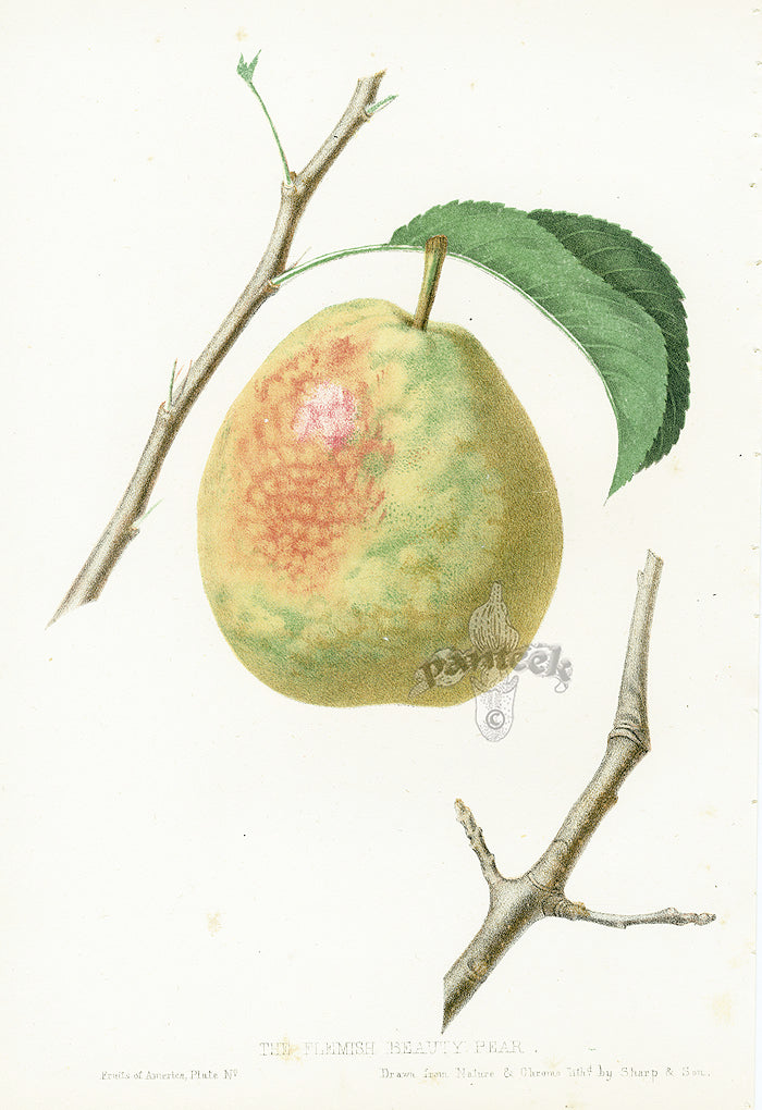 Hovey Fruits Chromolithograph Print Flemish Beauty Pear
