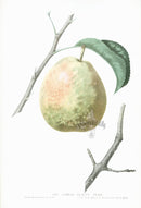 Hovey Fruits Chromolithograph Print Flemish Beauty Pear 52 - Panteek Antique Prints