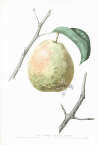 Hovey Fruits Chromolithograph Print Flemish Beauty Pear 52 - Panteek Antique Prints
