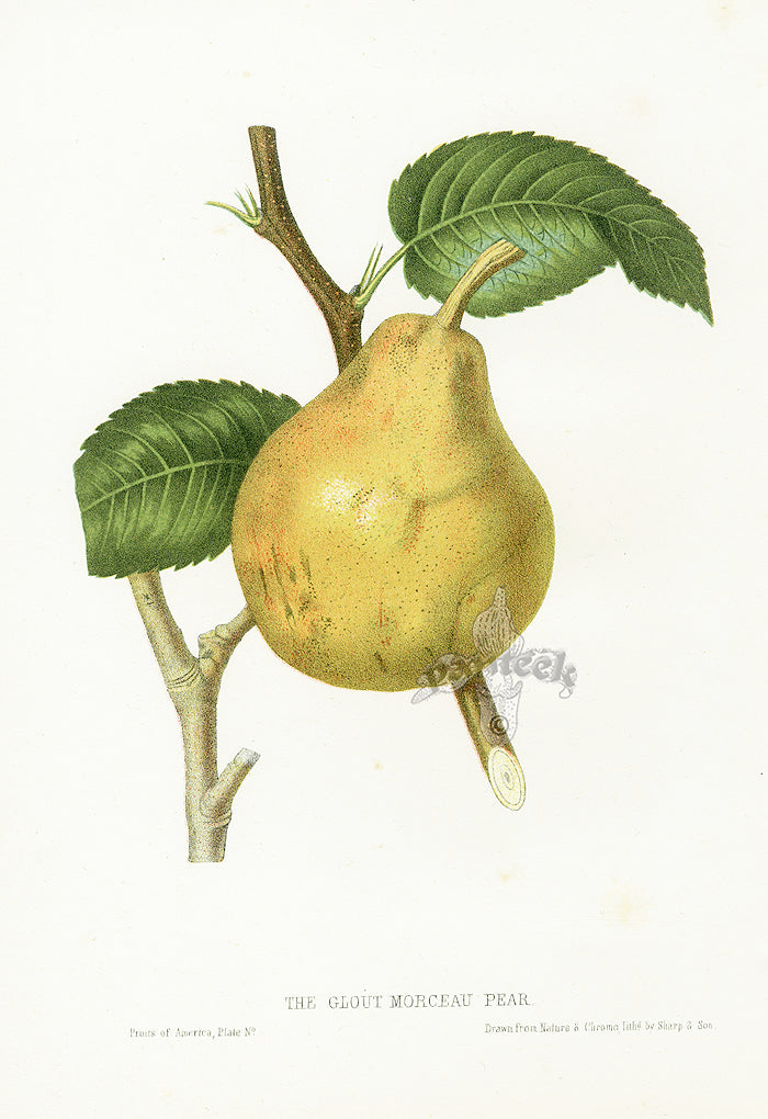 Hovey Fruits Chromolithograph Print Glout Morceau Pear