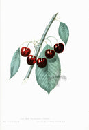 Hovey Fruits Chromolithograph Print May Bigarreau Cherry - Panteek Antique Prints