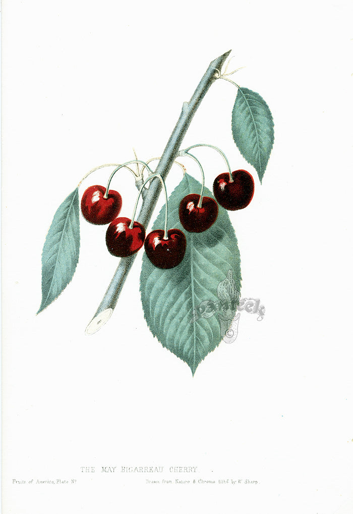 Hovey Fruits Chromolithograph Print May Bigarreau Cherry