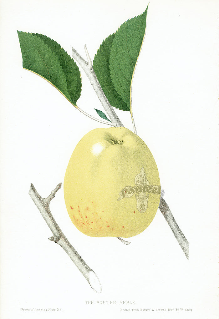 Hovey Fruits Chromolithograph Print Porter Apple