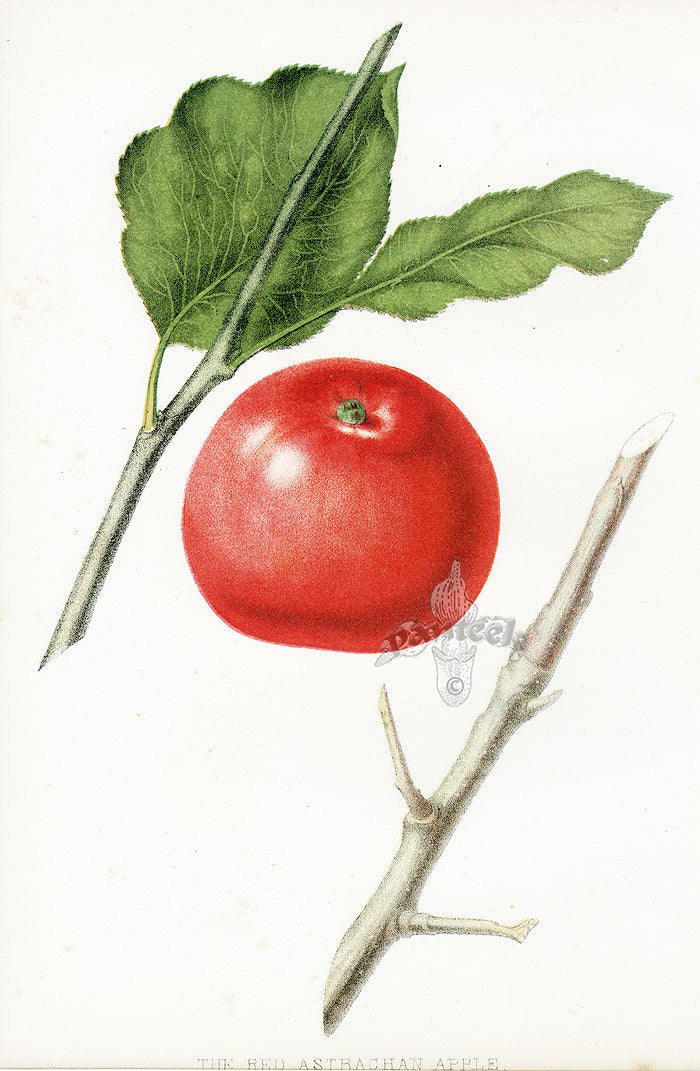 Hovey Fruits Chromolithograph Print Red Astrachan Apple