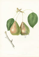Hovey Fruits Chromolithograph Print Rostiezer Pear - Panteek Antique Prints