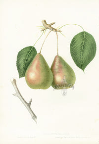 Hovey Fruits Chromolithograph Print Rostiezer Pear - Panteek Antique Prints