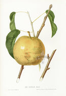Hovey Fruits Chromolithograph Print Sieulle Pear - Panteek Antique Prints