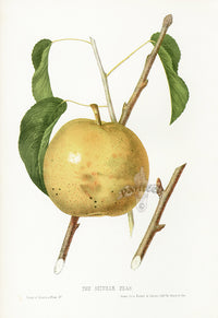 Hovey Fruits Chromolithograph Print Sieulle Pear - Panteek Antique Prints
