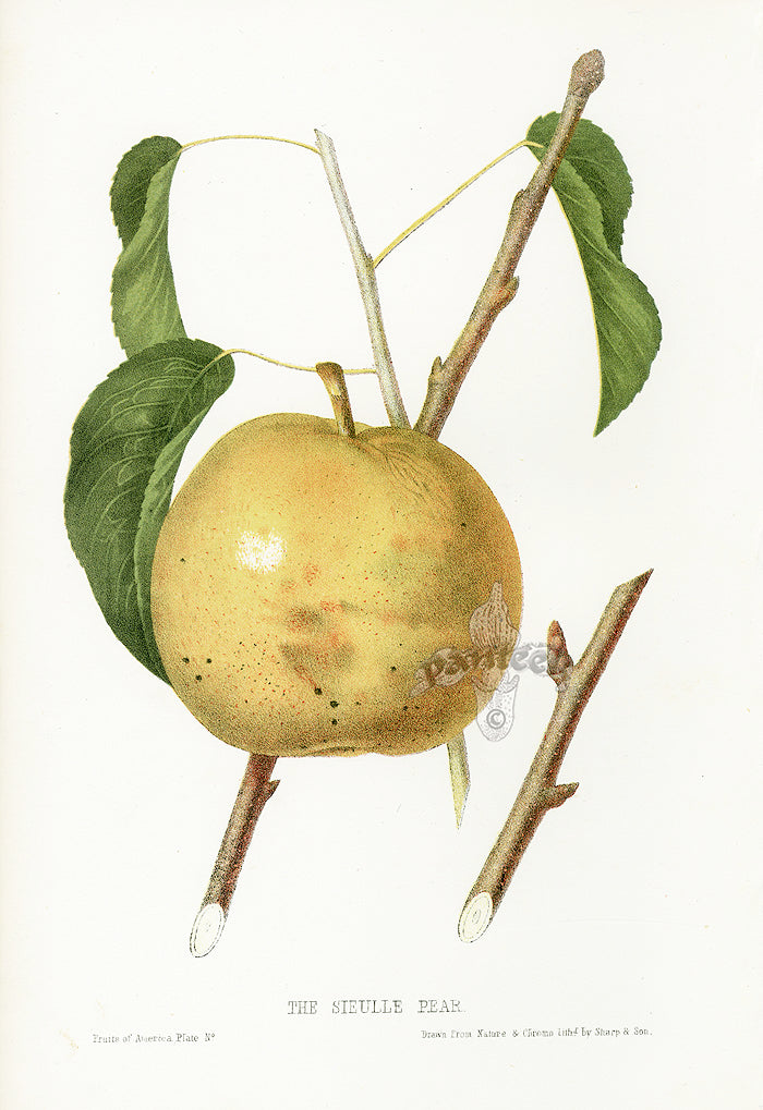 Hovey Fruits Chromolithograph Print Sieulle Pear