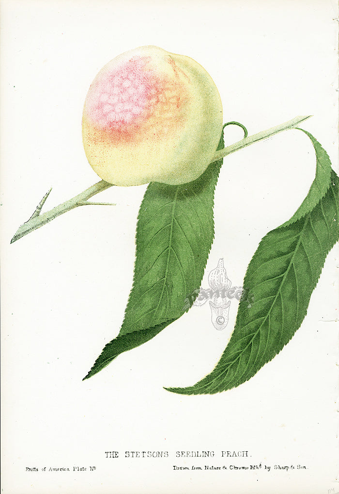 Hovey Fruits Chromolithograph Print Stetsons Seedling Peach