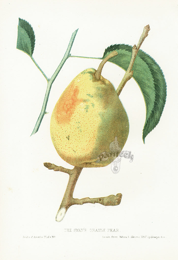 Hovey Fruits Chromolithograph Print Swan's Orange Pear