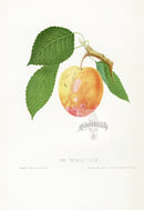 Hovey Fruits Chromolithograph Print Thomas Plum - Panteek Antique Prints