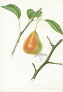 Hovey Fruits Chromolithograph Print Tyson Pear - Panteek Antique Prints