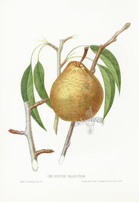 Hovey Fruits Chromolithograph Print Winter Nelis Pear - Panteek Antique Prints