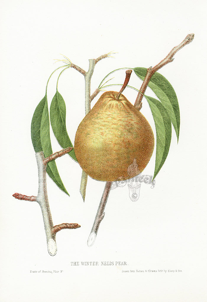 Hovey Fruits Chromolithograph Print Winter Nelis Pear