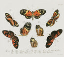 Jablonsky Original Butterfly Print 1747 Brush-footed - Panteek Antique Prints