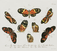 Jablonsky Original Butterfly Print 1747 Brush-footed - Panteek Antique Prints
