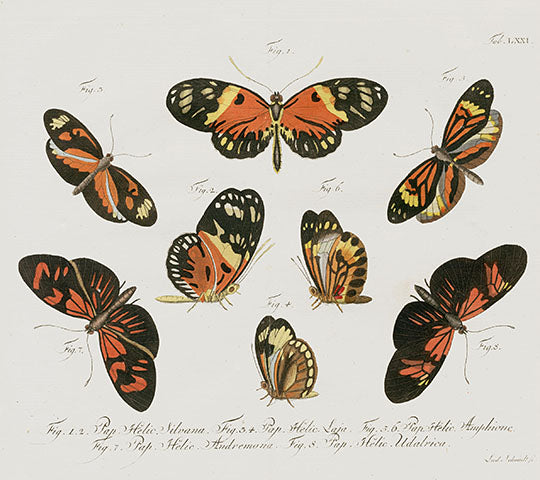 Jablonsky Original Butterfly Print 1747 Brush-footed