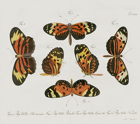Jablonsky Original Butterfly Print 1747 Clearwing