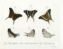 Jablonsky Original Butterfly Print 1747 Daggerwing - Panteek Antique Prints