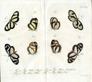 Jablonsky Original Butterfly Print 1747 Delias, Helic - Panteek Antique Prints