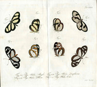 Jablonsky Original Butterfly Print 1747 Delias, Helic - Panteek Antique Prints