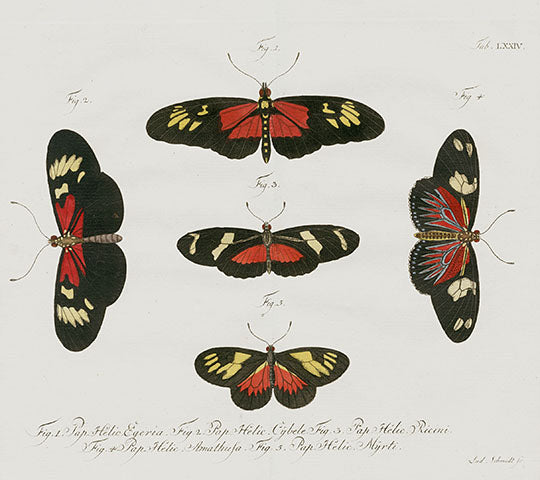 Jablonsky Original Butterfly Print 1747 Forest Butterflies