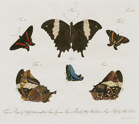 Jablonsky Original Butterfly Print 1747 Leaf Wing - Panteek Antique Prints