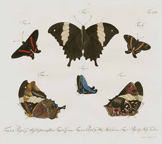 Jablonsky Original Butterfly Print 1747 Leaf Wing