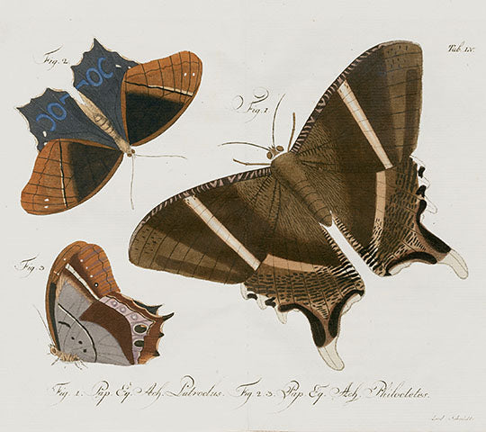 Jablonsky Original Butterfly Print 1747 Morpho