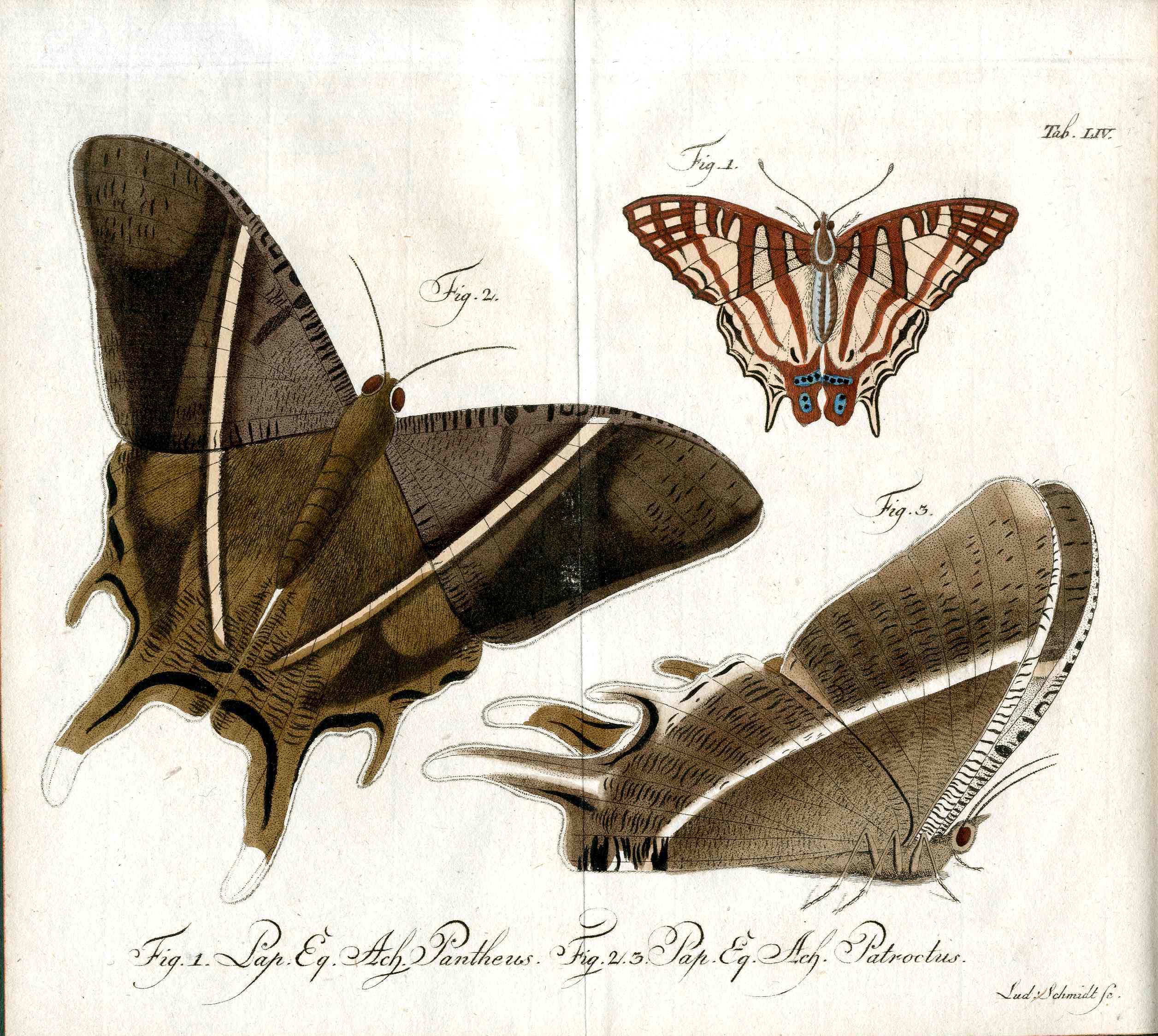 Jablonsky Original Butterfly Print 1747 Morpho Pantheus